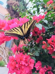 Papilio multicaudata