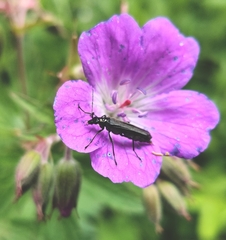 Oedemera tristis