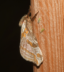 Sthenopis argenteomaculatus