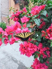 Papilio multicaudata