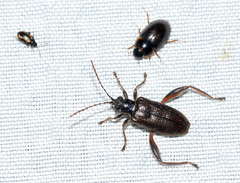 Phyllotreta striolata