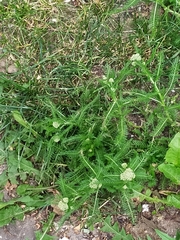 Achillea millefolium