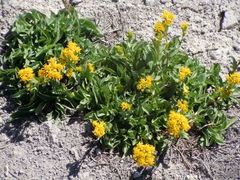 Solidago multiradiata multiradiata