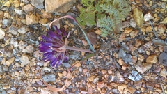 Allium falcifolium