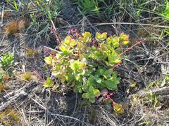 Crassula multicava multicava