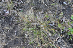Eriophorum vaginatum