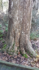 Lophostemon confertus