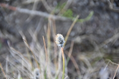 Eriophorum vaginatum