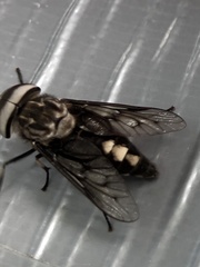 Tabanus trimaculatus