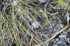Eriophorum vaginatum