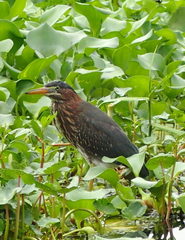 Butorides virescens image