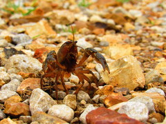 Procambarus gracilis