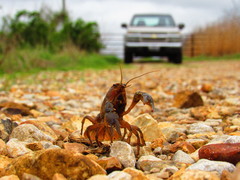 Procambarus gracilis