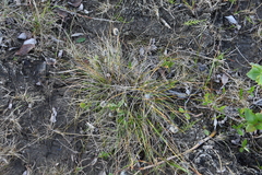 Eriophorum vaginatum