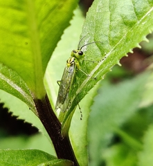 Rhogogaster punctulata