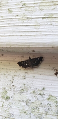 Diathrausta harlequinalis