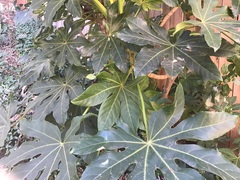 Fatsia