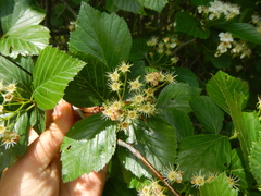 Crataegus succulenta