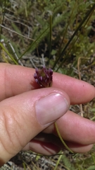 Trifolium dichotomum