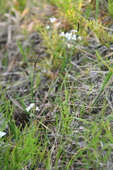 Carex rariflora