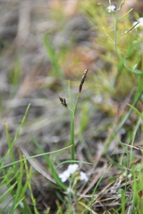Carex rariflora