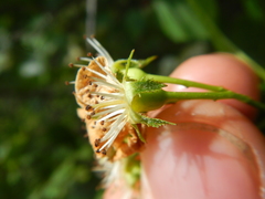 Crataegus succulenta