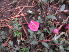 Oenothera deserticola