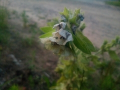 Hyoscyamus niger