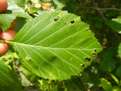Crataegus succulenta