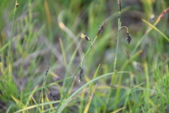 Carex rariflora