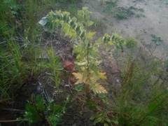 Hyoscyamus niger