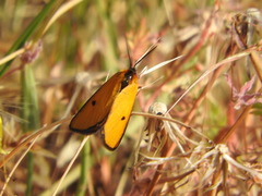 Heliothea discoidaria