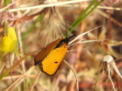 Heliothea discoidaria