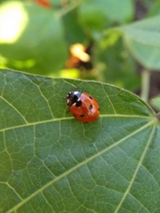 Coccinella septempunctata