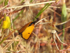 Heliothea discoidaria