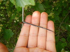 Crataegus succulenta