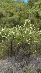 Ceanothus integerrimus