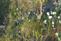 Eriophorum vaginatum