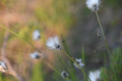 Eriophorum vaginatum