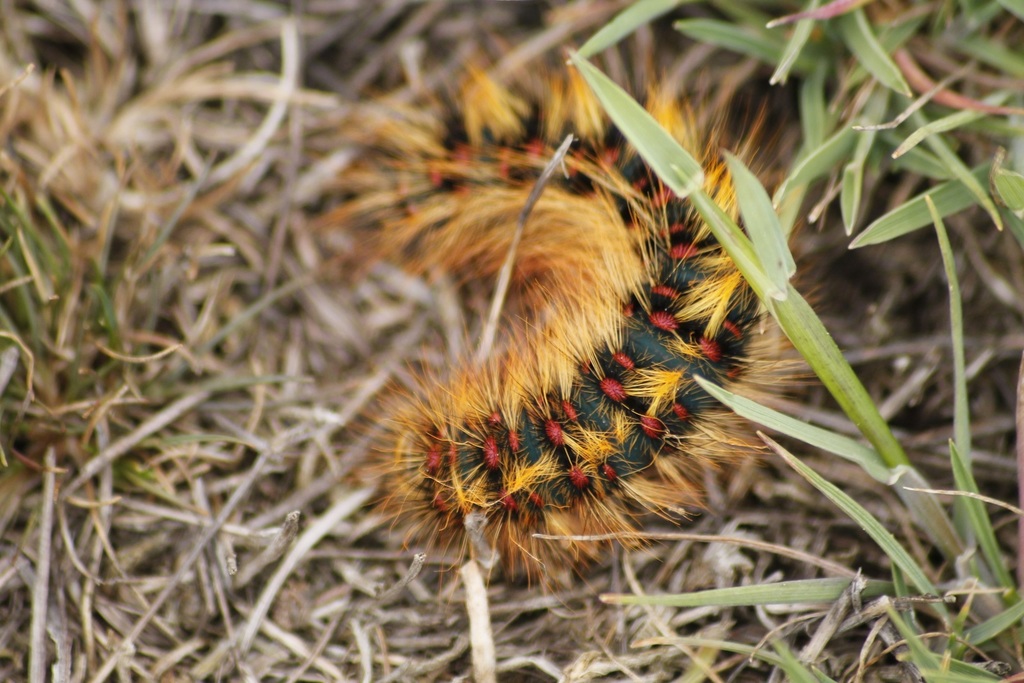 Chondrostega vandalicia