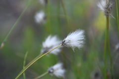 Eriophorum vaginatum