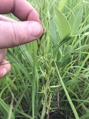 Triodanis leptocarpa