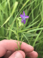 Triodanis leptocarpa