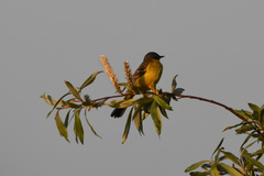 Motacilla tschutschensis