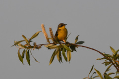 Motacilla tschutschensis