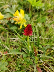 Gymnadenia