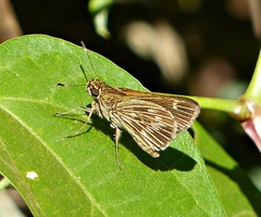 Vehilius stictomenes stictomenes