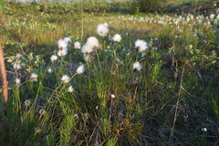 Eriophorum vaginatum