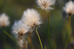 Eriophorum vaginatum