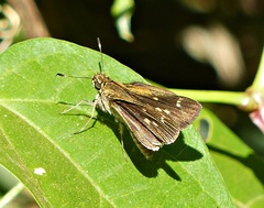 Vehilius stictomenes stictomenes